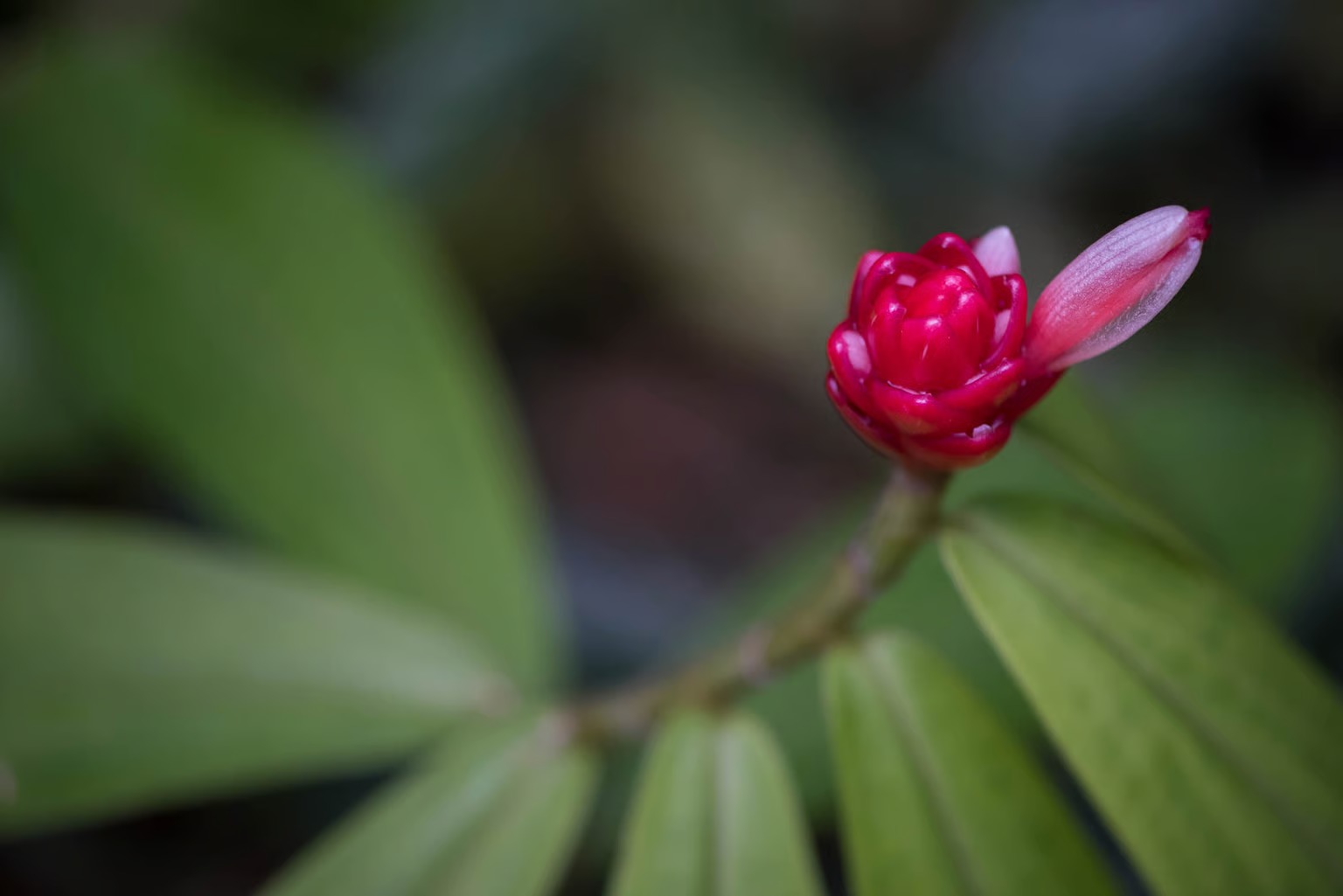 Manual Focus là gì? Mẹo lấy nét thủ công chuẩn nét cho người mới