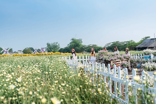 Phim trường Thảo Nguyên là thiên đường của những người yêu cúc họa mi