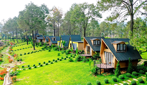 Rừng thông Bản Áng là địa điểm đẹp ở Mộc Châu không nên bỏ qua