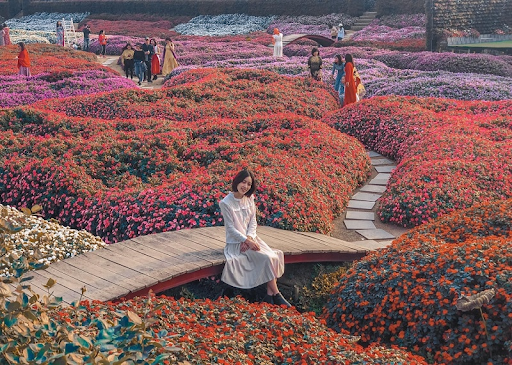 Thung lũng hoa Hồ Tây được mệnh danh là xứ sở hoa với chiếc cối xay gió khổng lồ nổi tiếng