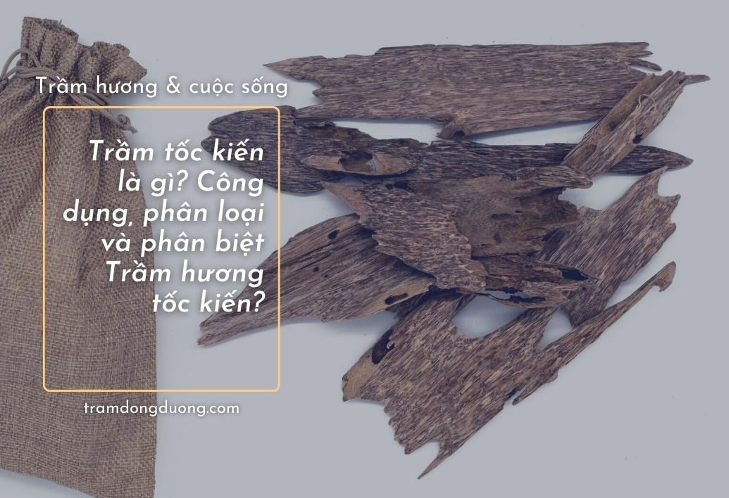 [Kiến thức] Trầm Tốc là gì? Công dụng và phân loại Trầm Tốc?