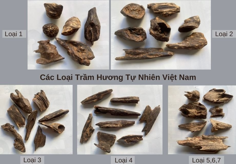 Một số loại Trầm hương hiện nay