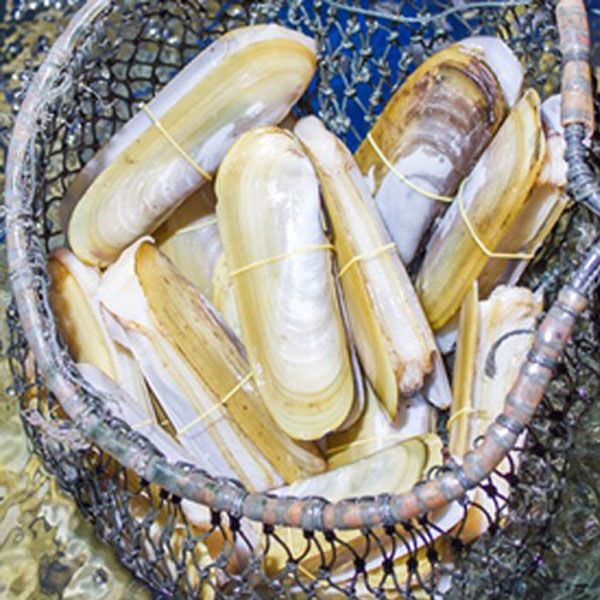 Ốc móng tay