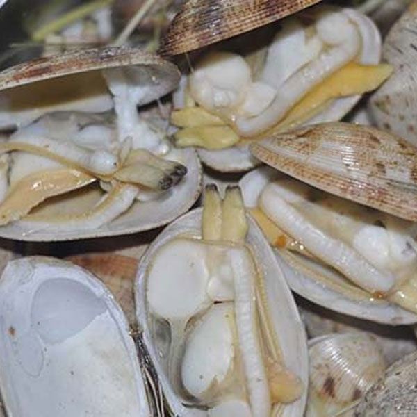 Bào ngư Mỹ