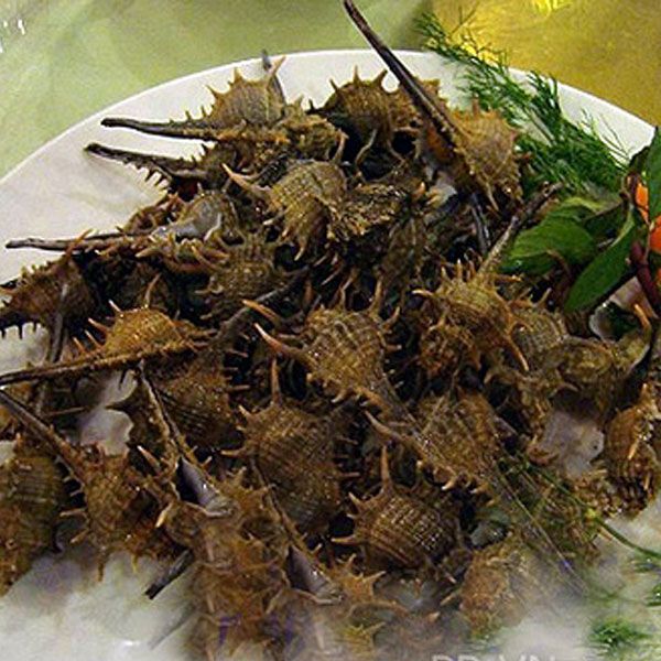 Ốc Gai