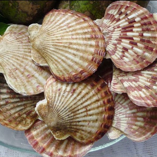 Sò mai