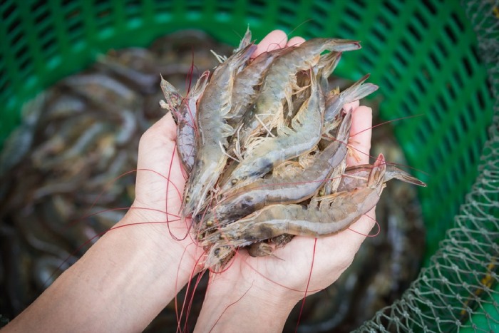 Chọn nguyên liệu làm ruốc tôm
