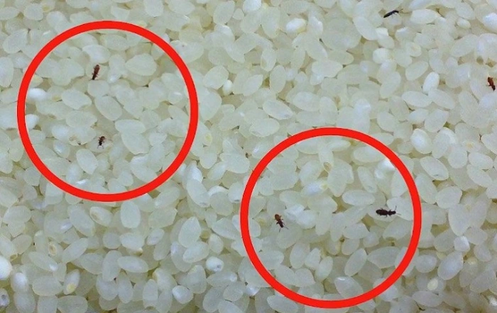Gạo kém chất lượng xuất hiện côn trùng, mối mọt