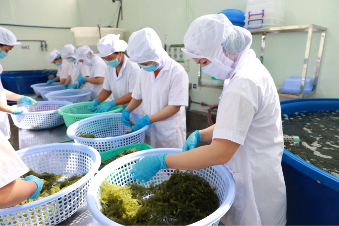 Quy trình làm sạch rong biển trước khi đưa vào dây chuyền xử lý