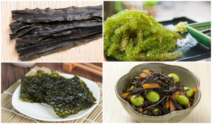 Rong biển với nhiều dạng khác nhau