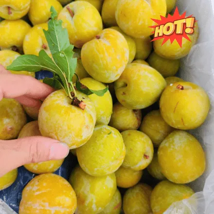 Quả mận cau Trung Quốc