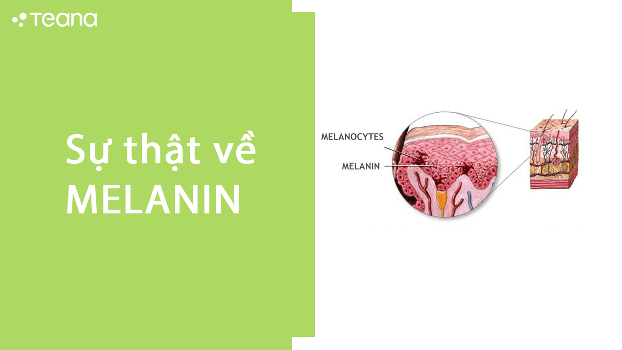 SỰ THẬT VỀ MELANIN 