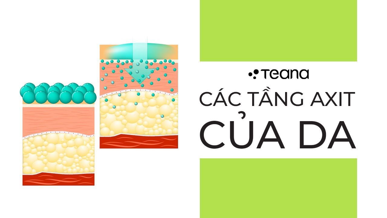 CÁC TẦNG AXIT CỦA DA 