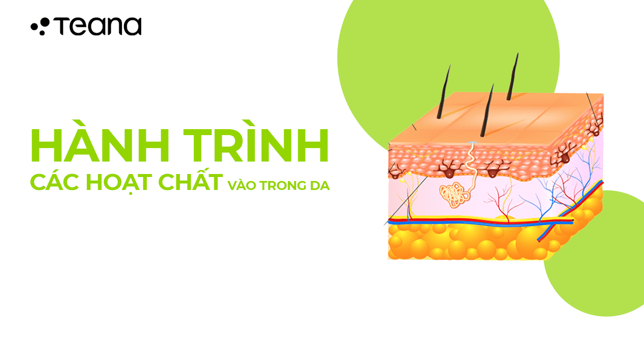 HÀNH TRÌNH CỦA CÁC HOẠT CHẤT VÀO TRONG DA 