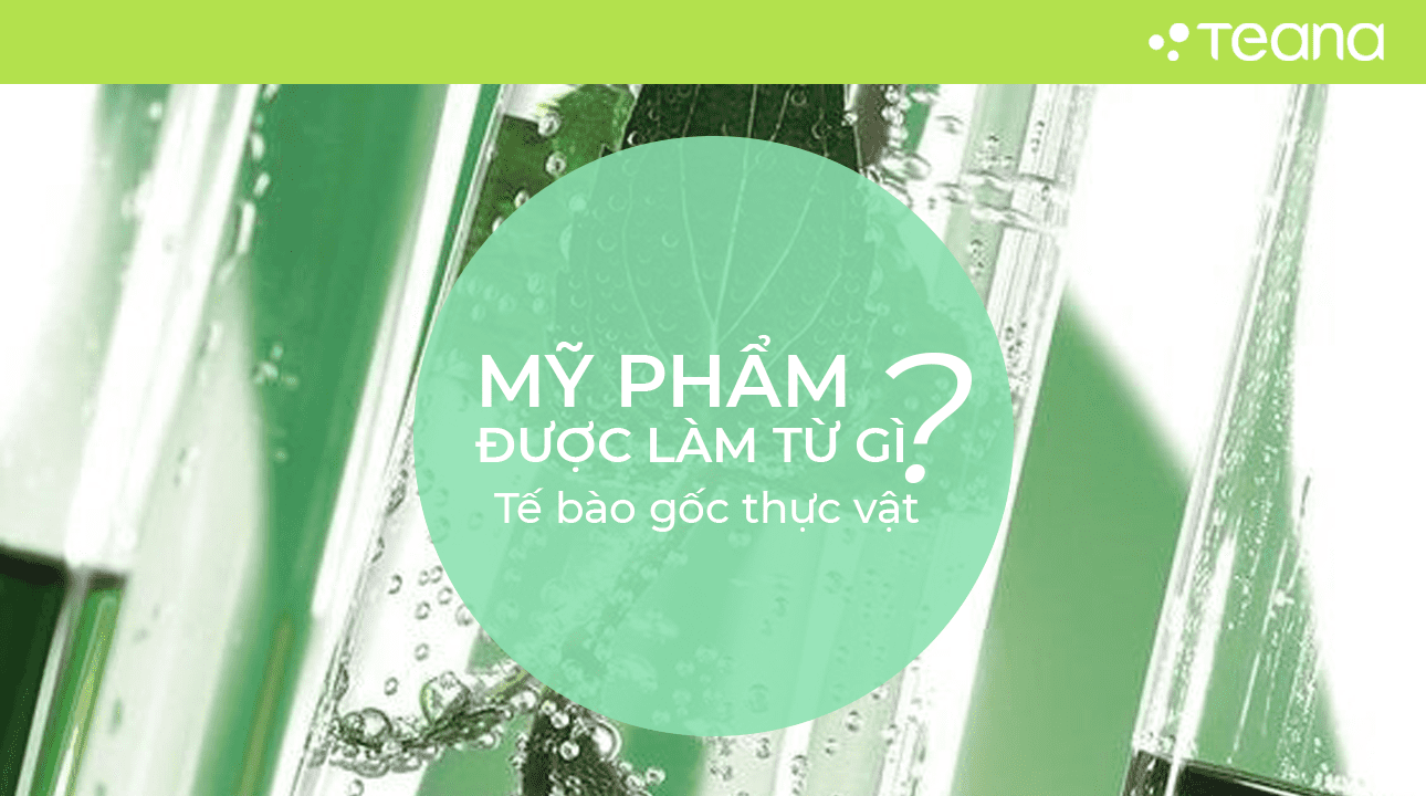 TẾ BÀO GỐC THỰC VẬT 