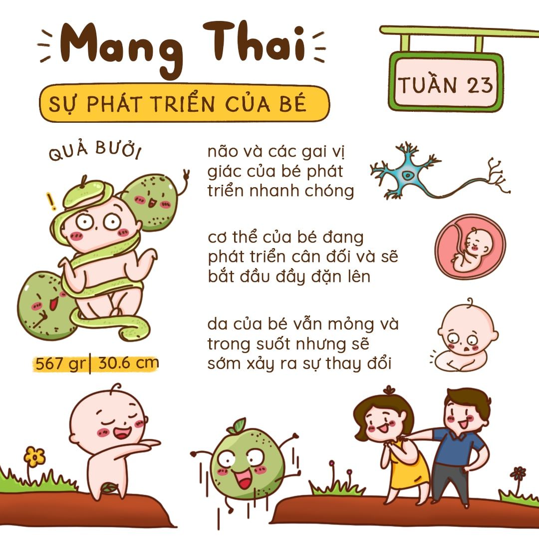 Kiến Thức Mang Thai Tuần 23