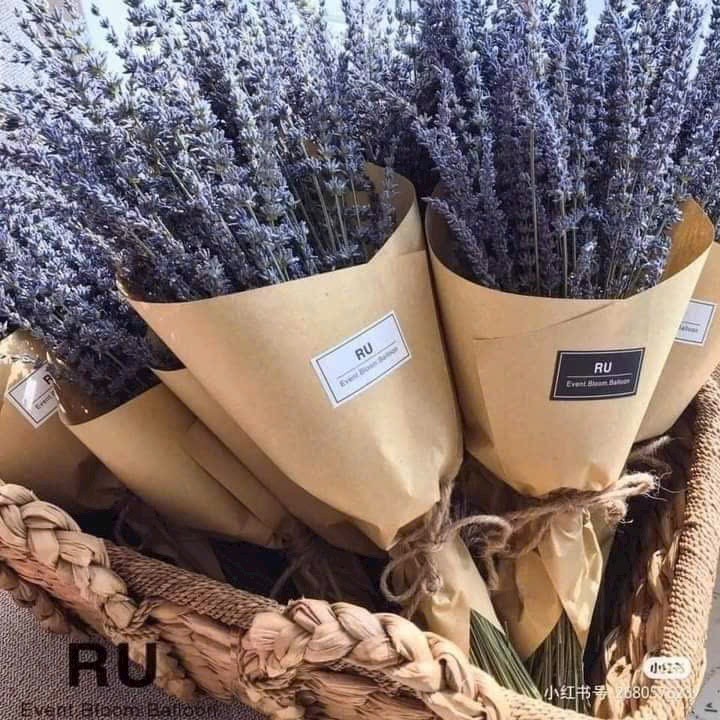 Hoa Lavender Khô