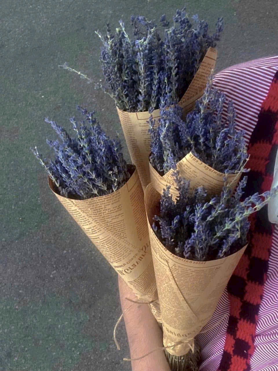 Hoa Lavender Khô