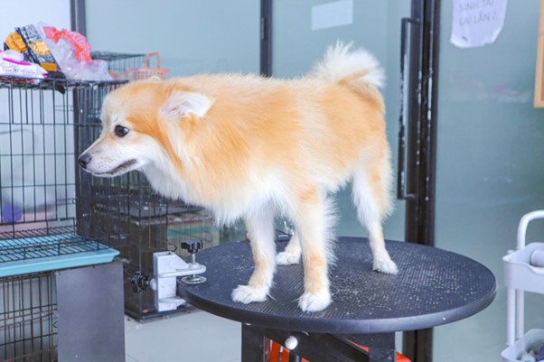 Biểu hiện chó sắp đẻ và những thứ bạn cần lưu ý