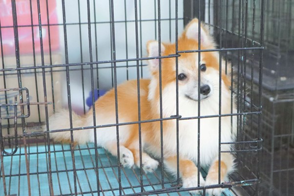 Cần chuẩn bị gì khi chó sắp đẻ?