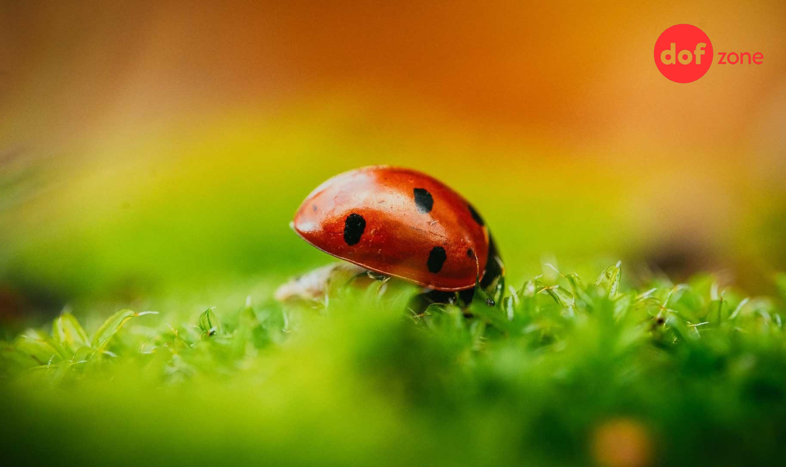 DOF là gì? Các yếu tố ảnh hưởng đến độ sâu trường ảnh