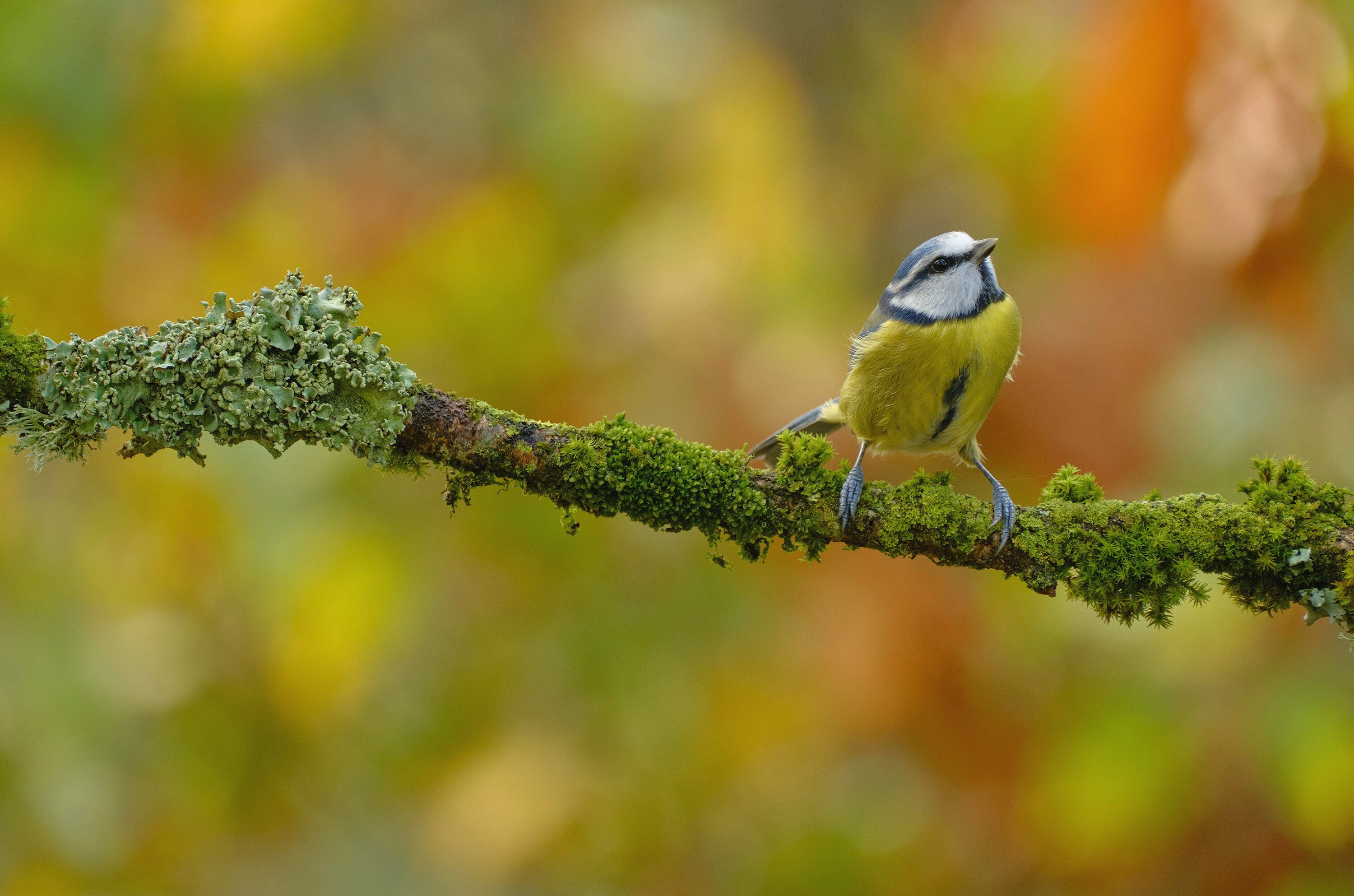 Ảnh thực tế từ tiêu cự 300mm 1/140s f7.1 ISO 160