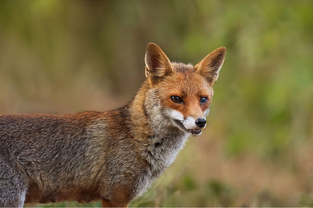 Ong-kinh-Fujinon-XF-400mm-F4-5-R-LM-OIS-WR-Chinh-Hang-9.jpg?v=1790959153