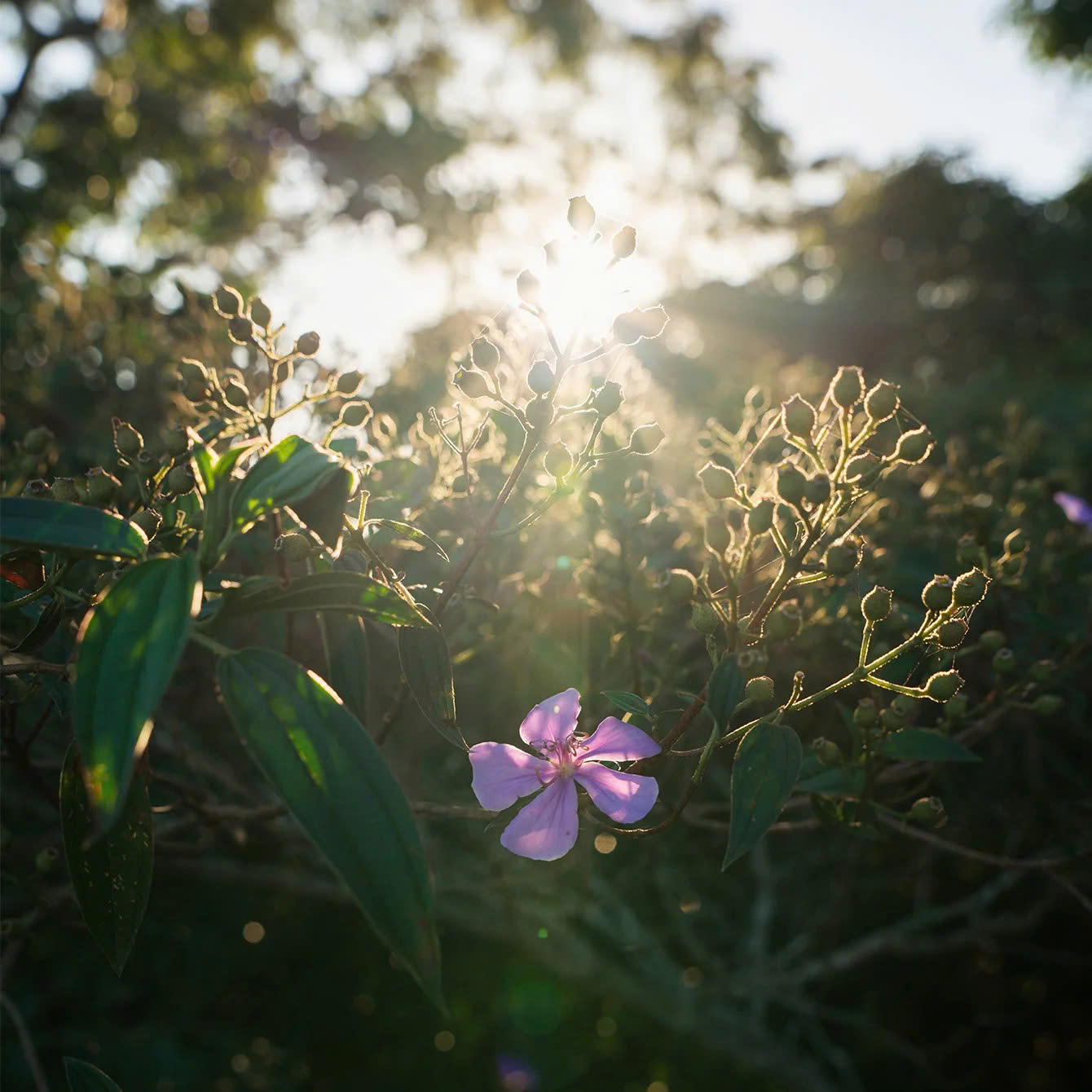 Ong-kinh-Thypoch-AF-Voyager-24-50mm-F2-8-For-Sony-FE-Chinh-Hang-12.jpg?v=1781524673