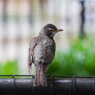 Sony-RX10-V-DSC-RX10M5-Chinh-Hang-16.jpg?v=1784028938