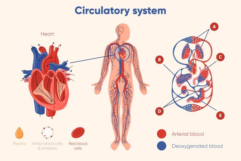 Cải thiện tuần hoàn máu và chuyển hóa