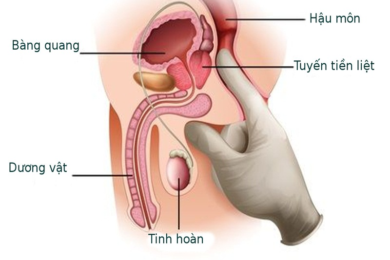 Phần gốc dương vật
