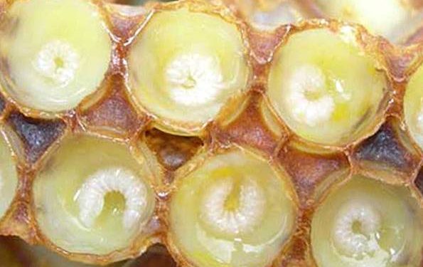 Sữa ong chúa là gì và lợi ích của sữa ong chúa Sữa ong chúa là gì và lợi ích của sữa ong chúa