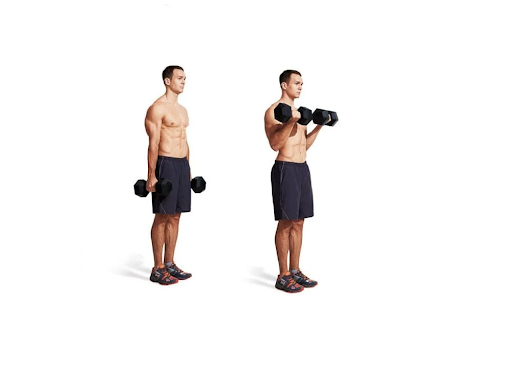 Cách tăng cơ tay bằng bài tập Dumbbell Biceps Curl
