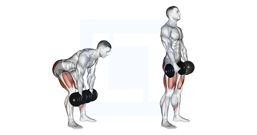 Minh họa cách thực hiện Dumbbell Romanian Deadlift