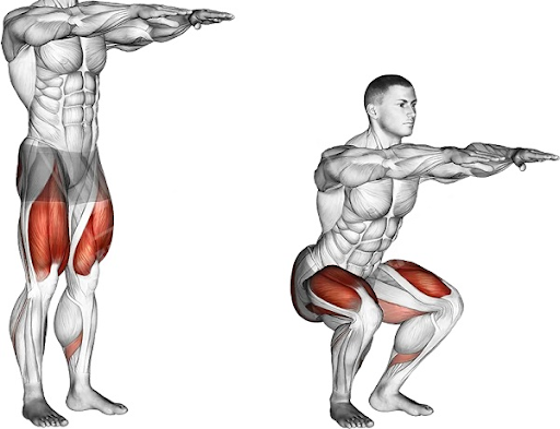Minh họa cách thực hiện bài tập Squat