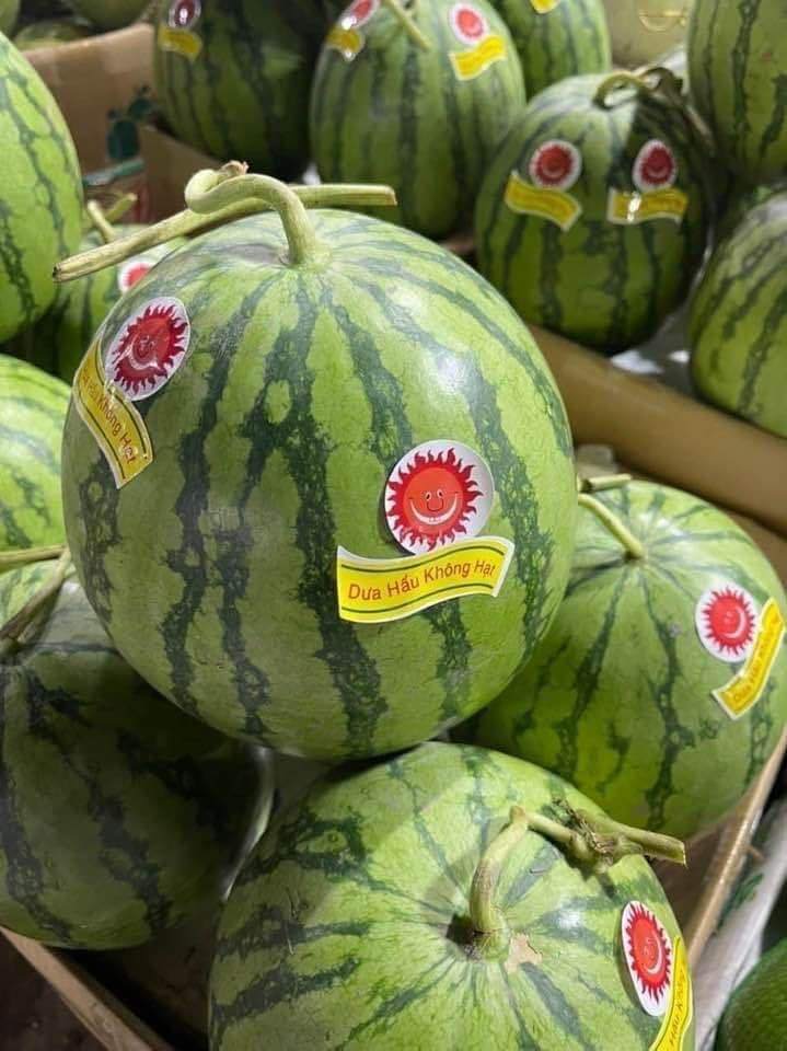 Dưa Hấu Mặt Trời Không Hạt Seedless Watermelon