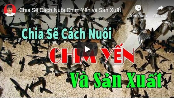 Chia Sẽ Cách Nuôi Chim Yến và Sản Xuất