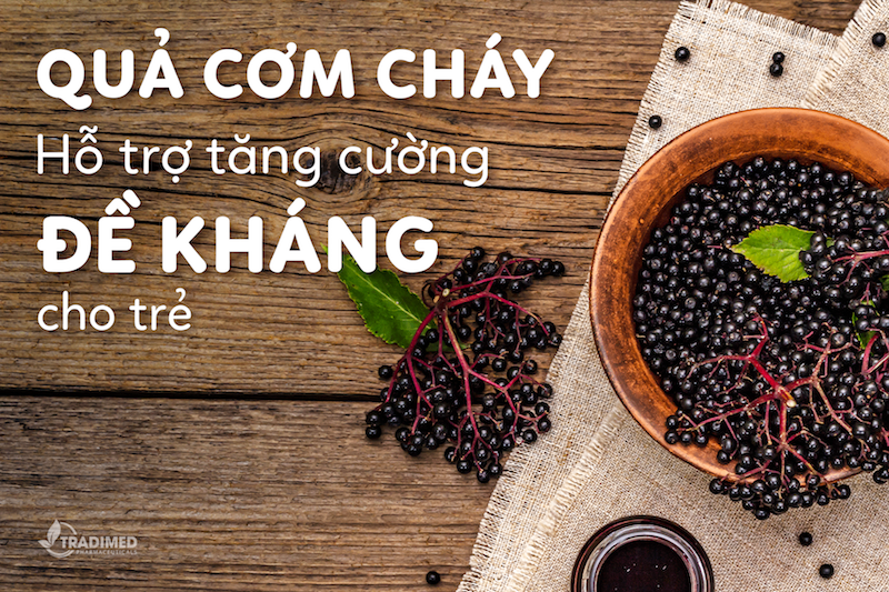 Quả cơm cháy và tác dụng tăng cường đề kháng cho trẻ hay ốm, đặc biệt các vấn đề về hô hấp trên