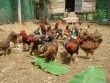 Giá gà ta tăng vọt, nuôi 1.000 con lãi 17 triệu chỉ sau 3 tháng