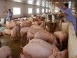 Cục Chăn nuôi: Đừng mơ lợn hơi quay về giá 45-50.000 đồng/kg như trước