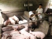 Giá lợn hơi hôm nay 15.12: Tăng lên 34.000 đồng/kg, nông dân khấp khởi hi vọng vụ Tết