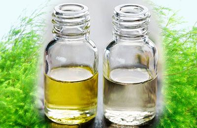 Cách phân biệt tinh dầu tràm nguyên chất và tinh dầu tràm pha