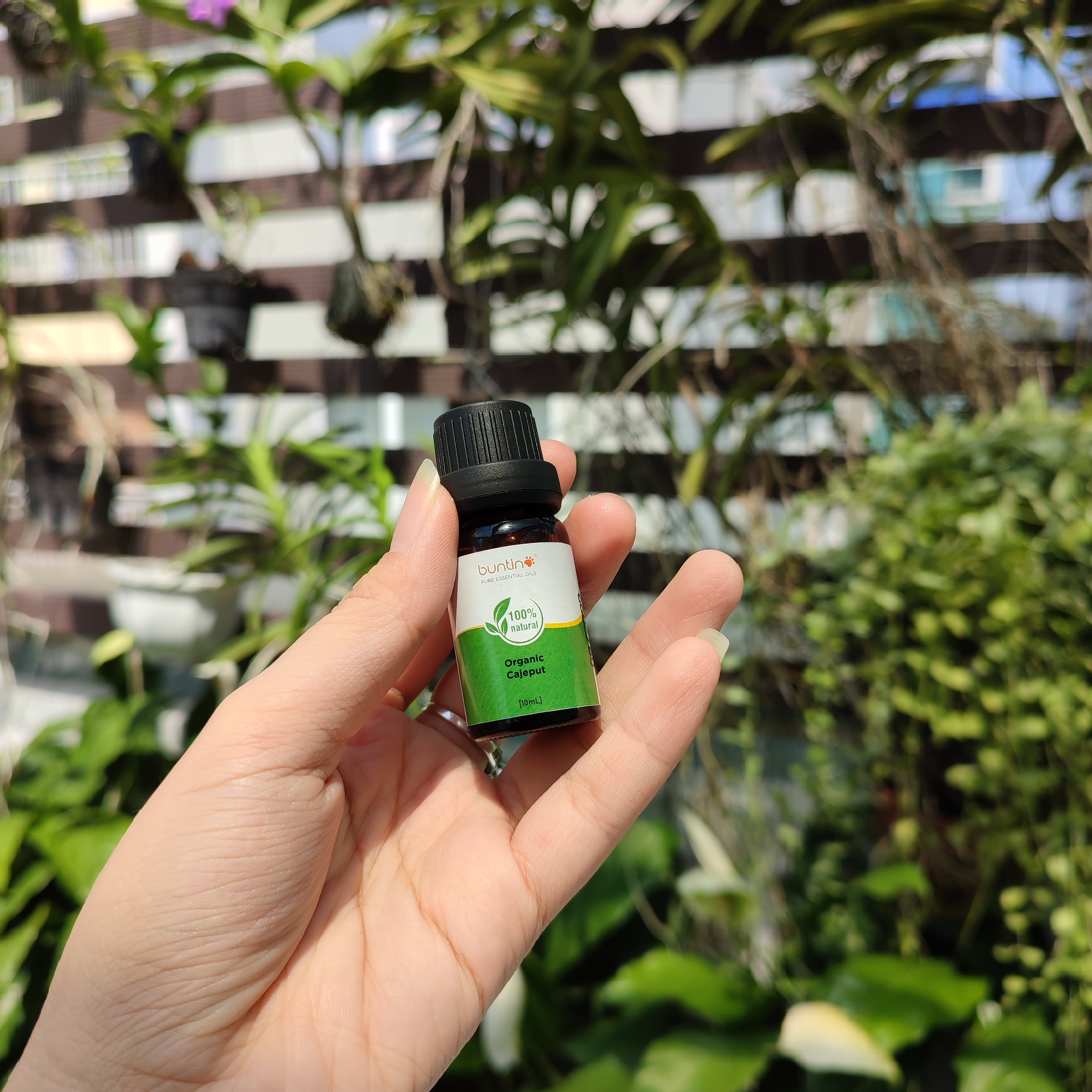 Tinh Dầu Organic Cajeput Buntino 10ml - Tràm Gió