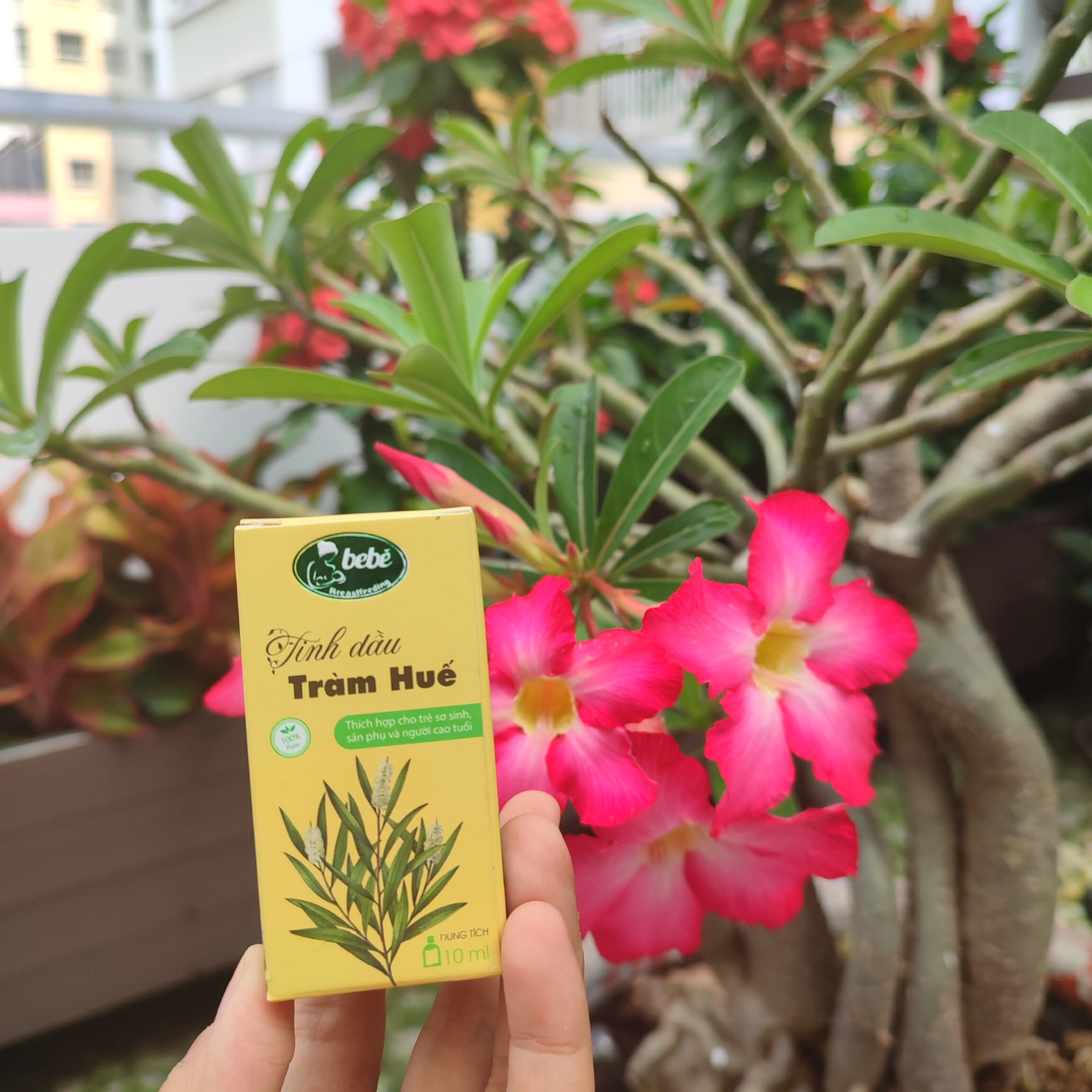 Tinh dầu tràm Be Bé 10ml