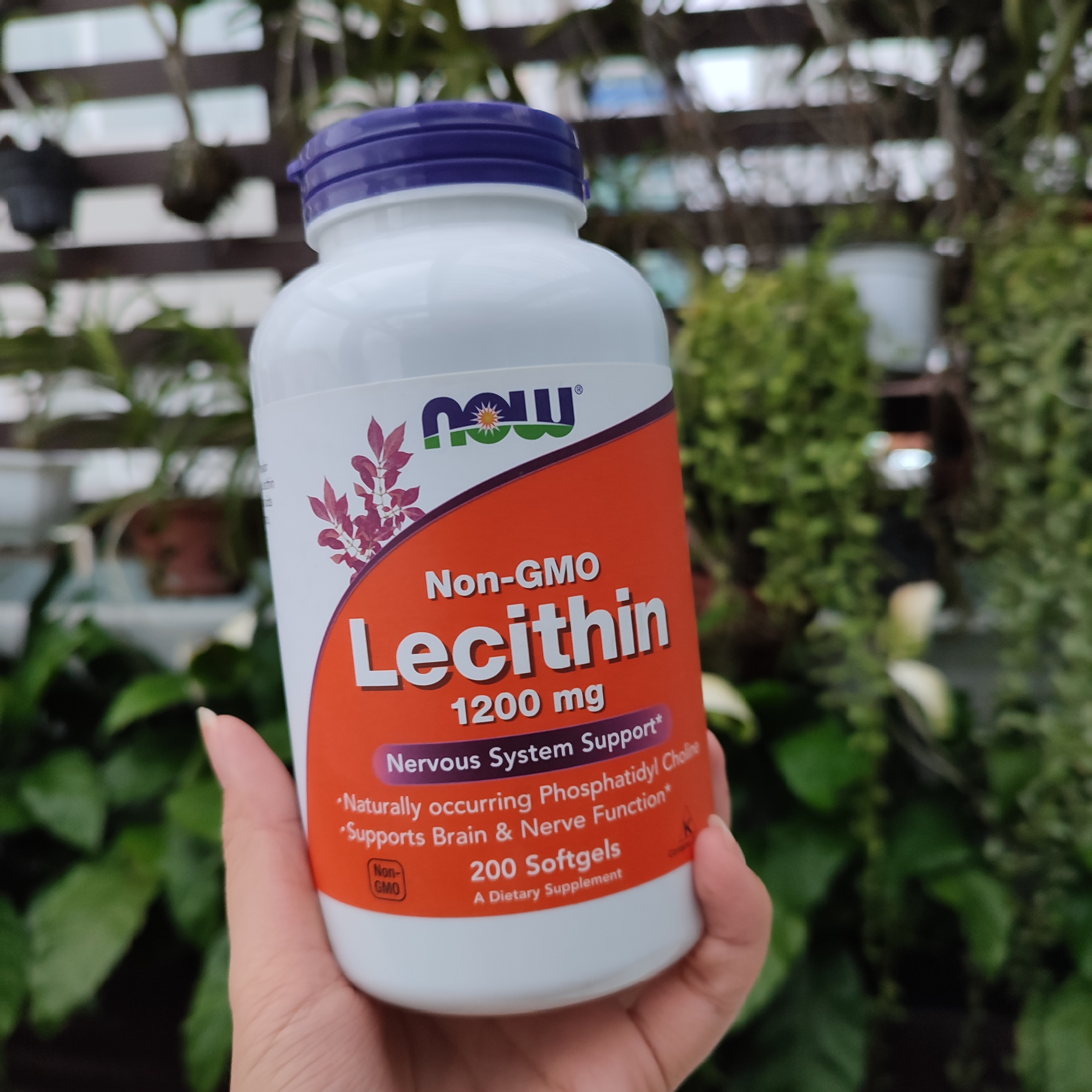 Now Foods Sunflower/Non-GMO Lecithin 200 viên hỗ trợ trị tắc tia sữa