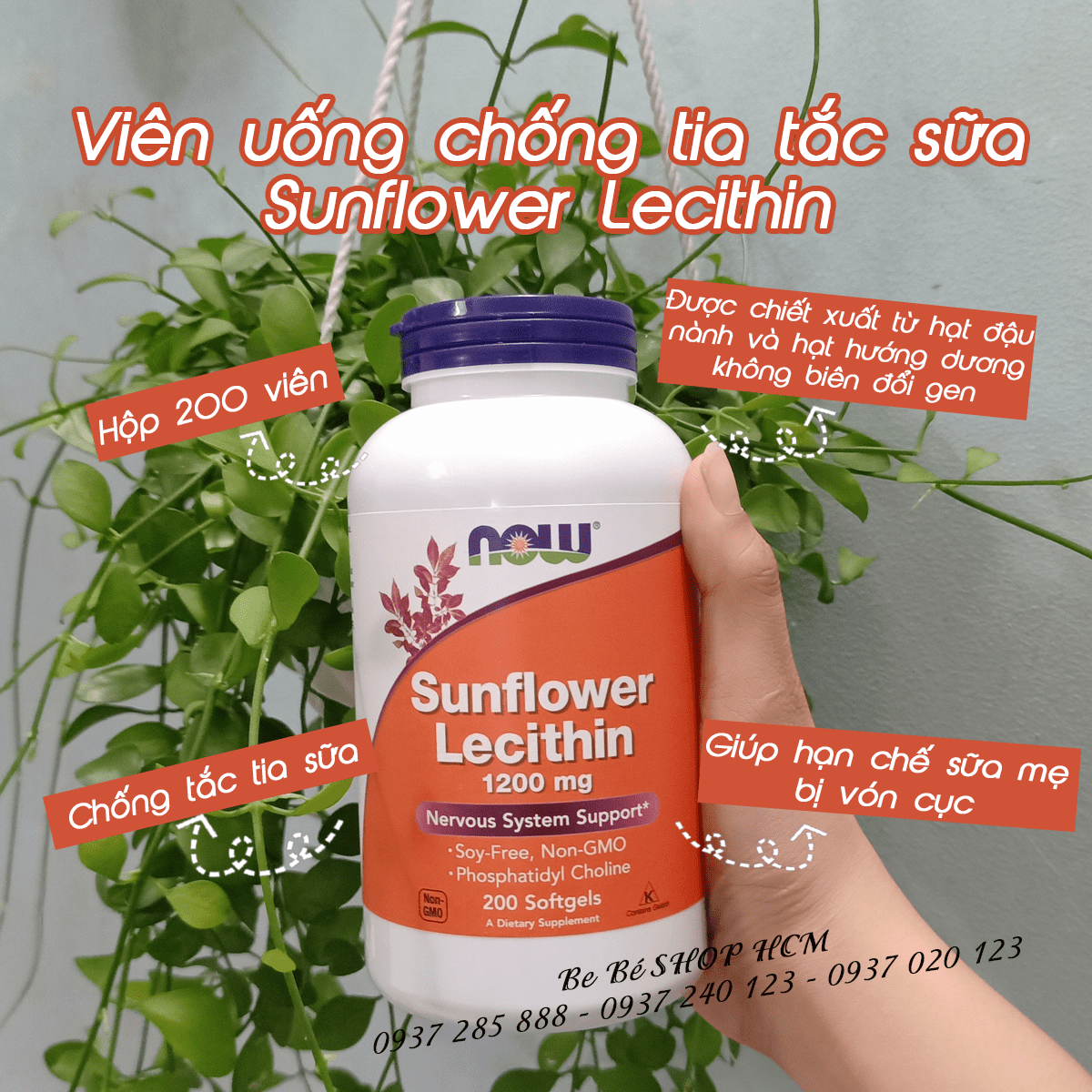 Now Foods Sunflower/Non-GMO Lecithin 200 viên hỗ trợ trị tắc tia sữa