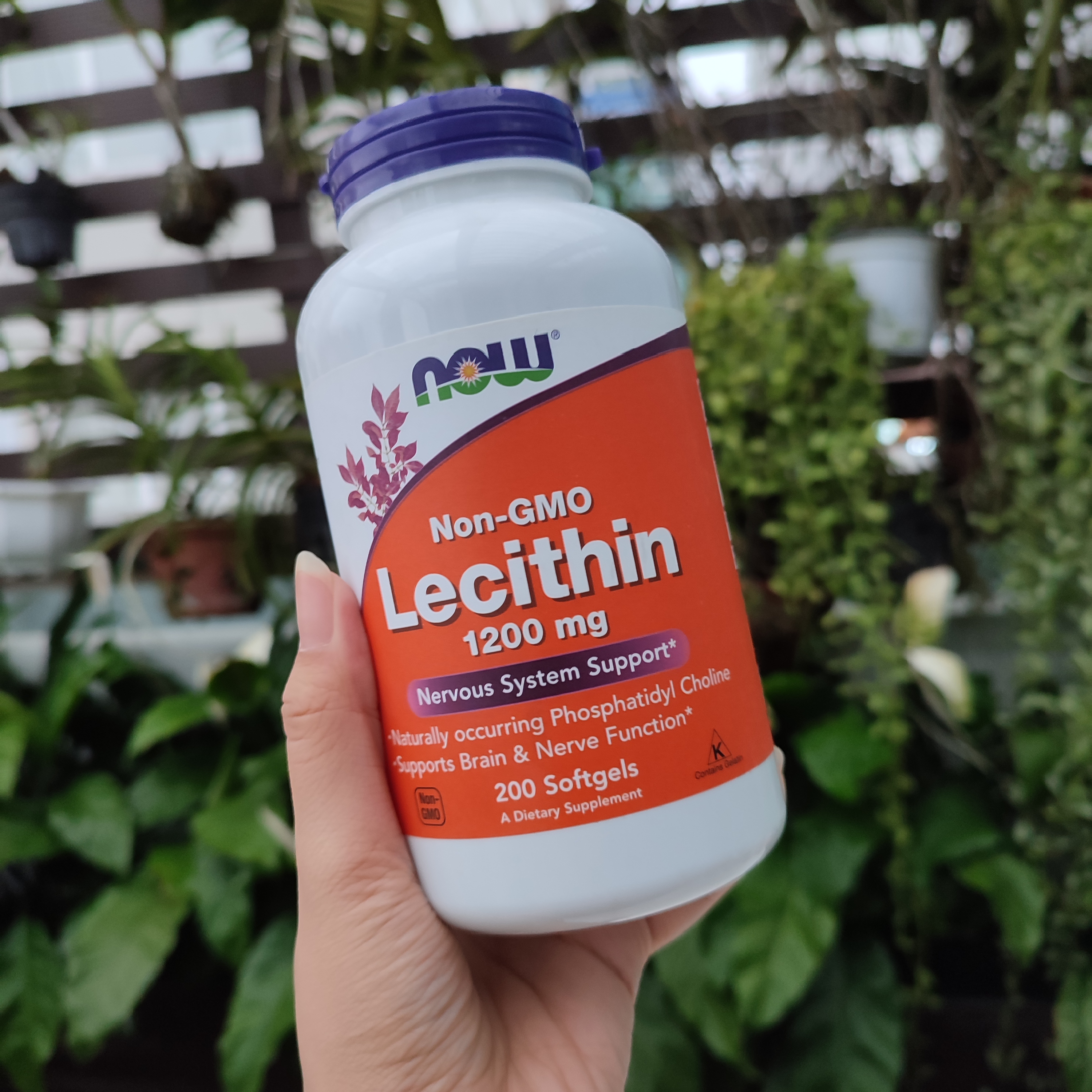 Now Foods Sunflower/Non-GMO Lecithin 200 viên hỗ trợ trị tắc tia sữa