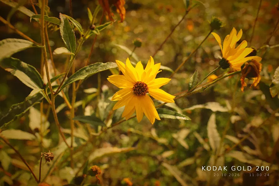 Chạy Film Simulation Kodak Gold trên Canon DSLR: Hồi sinh máy cũ