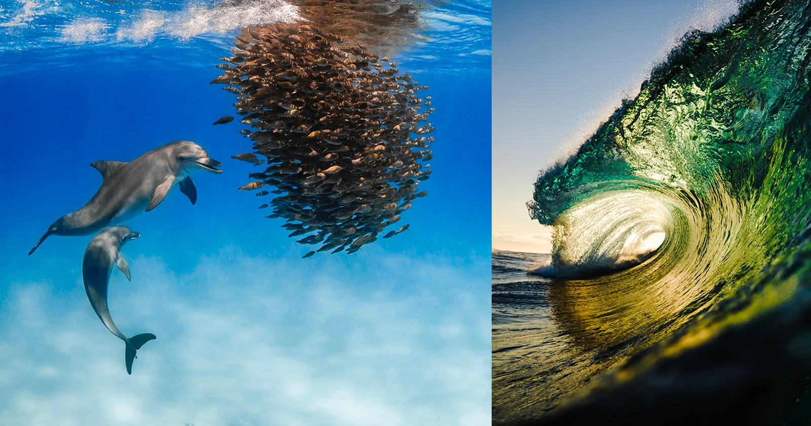 Chiêm Ngưỡng 10 Bức Ảnh Thắng Giải Underwater Awards Australasia 2026