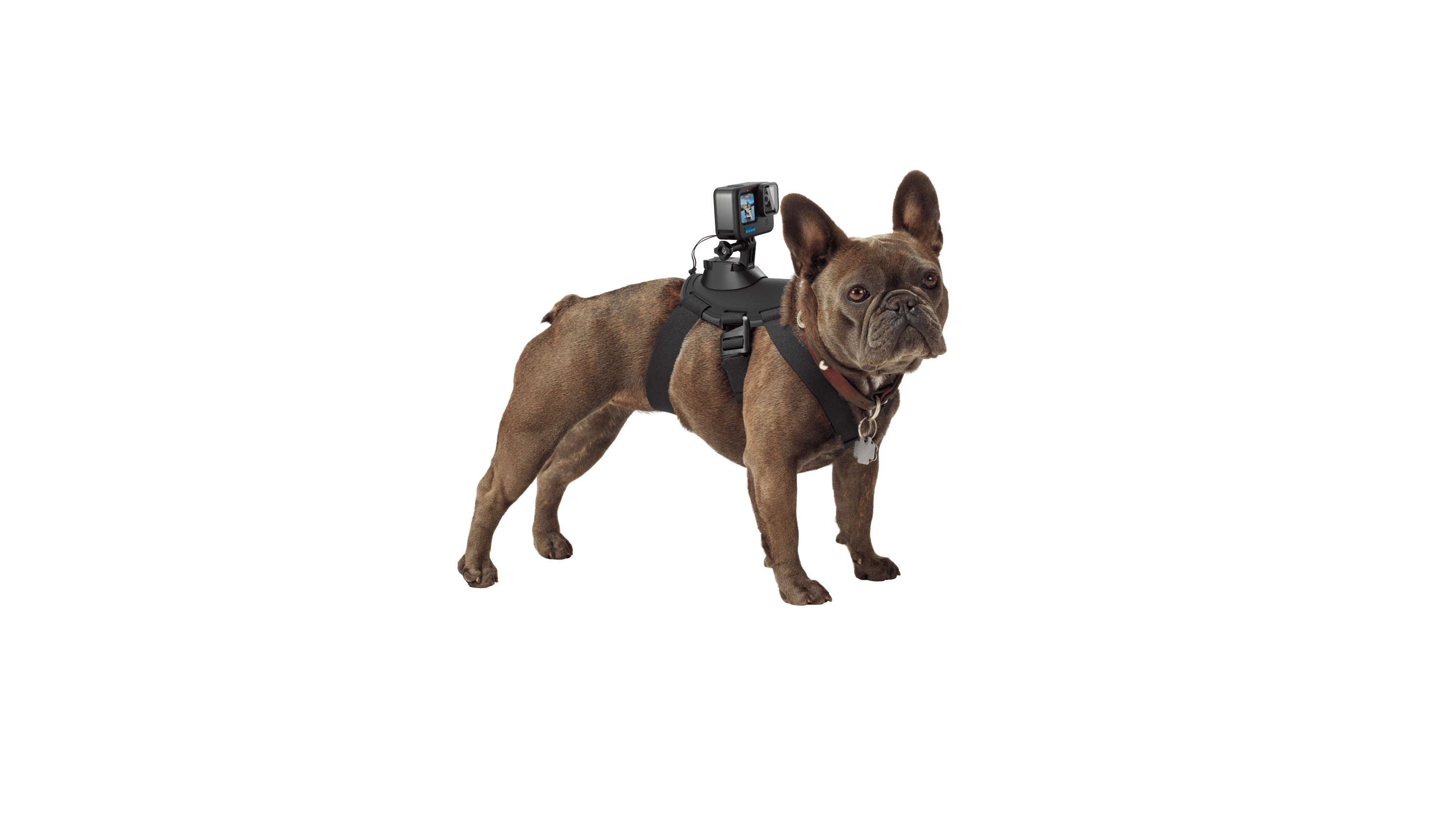 Dây đeo thú cưng GoPro Fetch chính hãng với đệm êm ái chống sốc